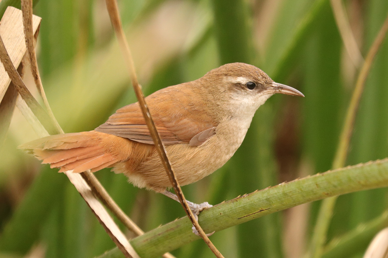Curve-billed Reedhaunter illustration