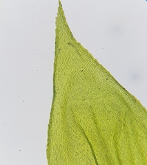 Cirriphyllum crassinervium