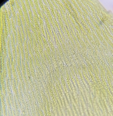 Cirriphyllum crassinervium