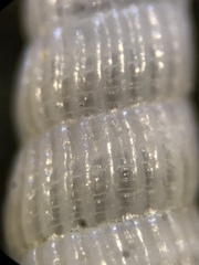 Turbonilla hemphilli