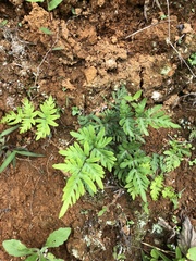 Pteris ensiformis