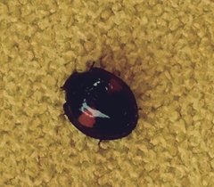 Chilocorus canariensis