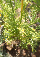 Garuleum bipinnatum