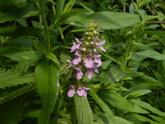 Stachys palustris