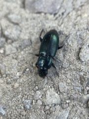 Harpalus
