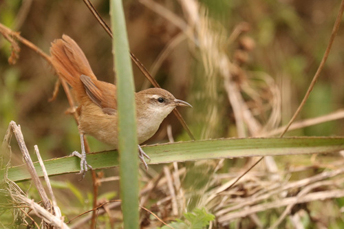 Curve-billed Reedhaunter