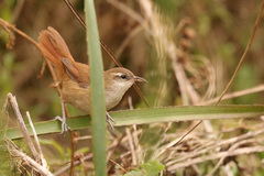 Curve-Billed Reedhaunter photo 3