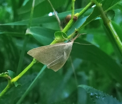 Polypogon tentacularia