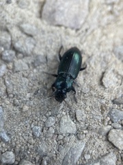 Harpalus