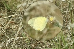 Eurema brigitta