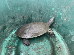 Trachemys decussata