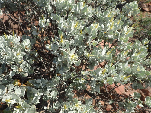 Image of Macledium spinosum by (c) Nicola van Berkel, some rights reserved (CC BY-SA)