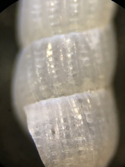 Turbonilla hemphilli