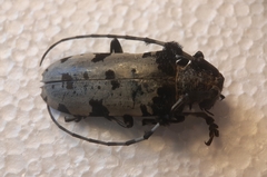 Aristobia voetii