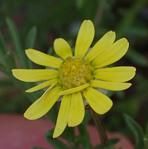 Image of Ursinia nana by (c) Nicola van Berkel, some rights reserved (CC BY-SA)