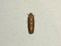 Choristoneura houstonana