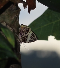 Colobura dirce wolcotti