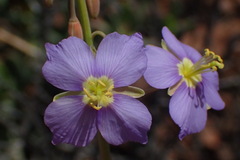 Heliophila trifurca