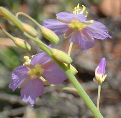 Heliophila trifurca
