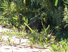 Pardirallus maculatus