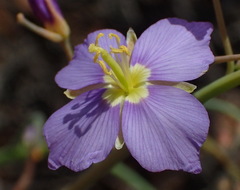 Heliophila trifurca
