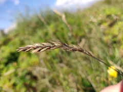Festuca rubra commutata
