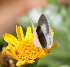 Eicochrysops hippocrates