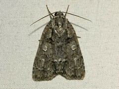 Acronicta modica