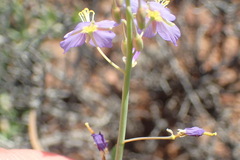 Heliophila trifurca