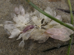 Ocenebrinae