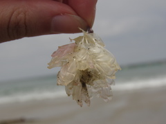 Ocenebrinae