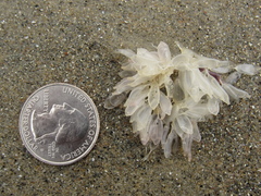 Ocenebrinae