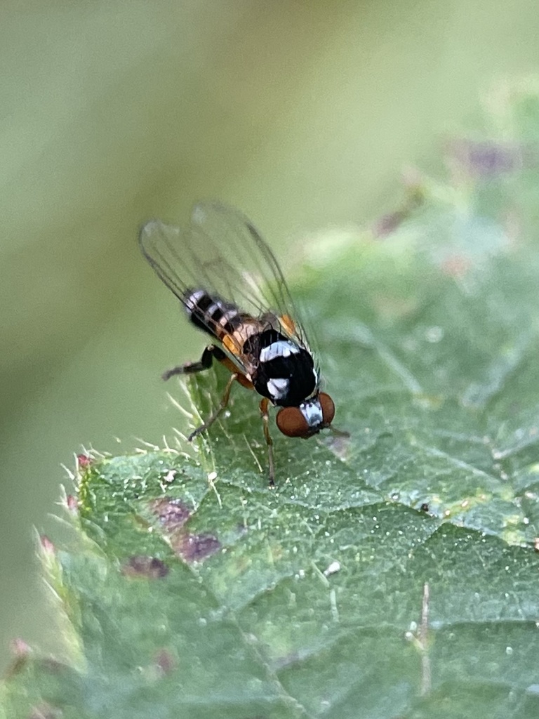 Callomyia speciosa