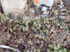 Gigaspermum repens