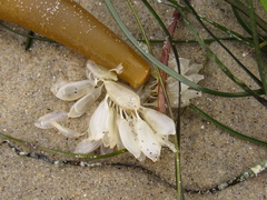 Ocenebrinae