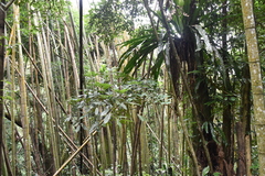 Castanopsis kawakamii