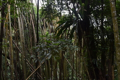 Castanopsis kawakamii