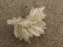 Ocenebrinae