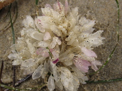 Ocenebrinae
