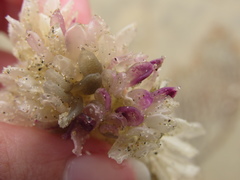 Ocenebrinae