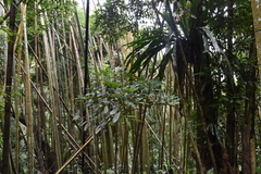 Castanopsis kawakamii