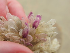 Ocenebrinae