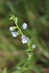 Veronica serpyllifolia