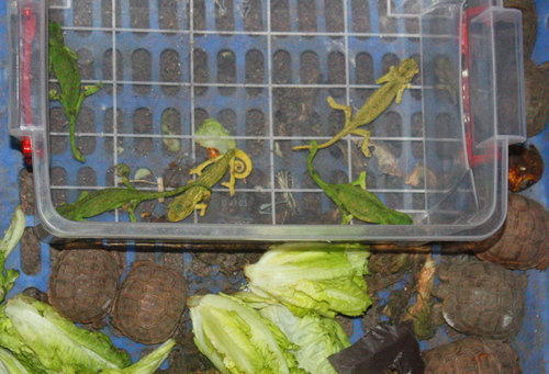 Chamaeleo chamaeleon