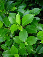 Melicytus macrophyllus