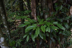 Castanopsis kawakamii