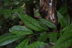 Castanopsis kawakamii