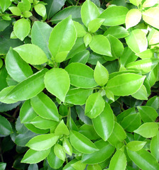 Melicytus macrophyllus