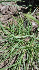 Lolium perenne perenne