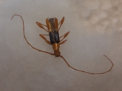 Chenoderus bicolor